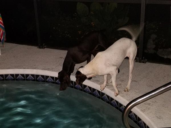 /Images/uploads/Southeast German Shorthaired Pointer Rescue/segspcalendarcontest2018/entries/8859thumb.jpg